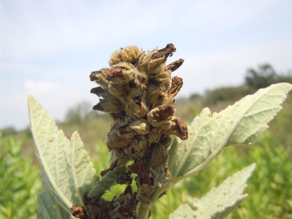 Althaea officinalis / Altea comune